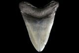 Fossil Megalodon Tooth - Georgia #109357-2